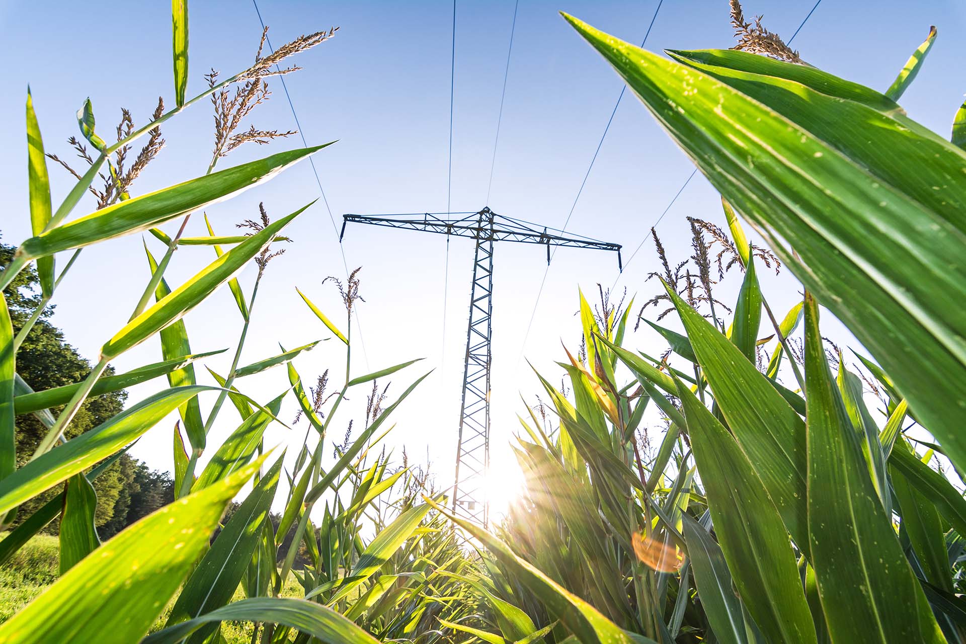 EEG 2021 – Auswirkungen auf die Biogasbranche und das KWK-Gesetz